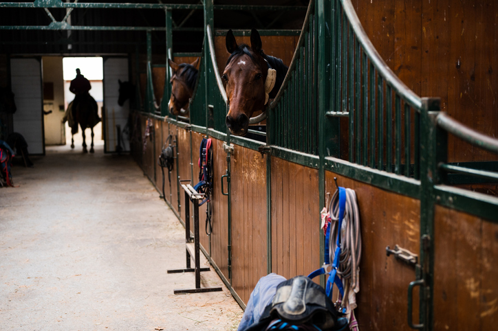 Considerations when building new stables