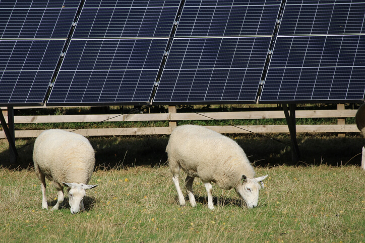 Can a landlords Case B notice to quit be defeated where sheep are required to graze a field-scale solar site?