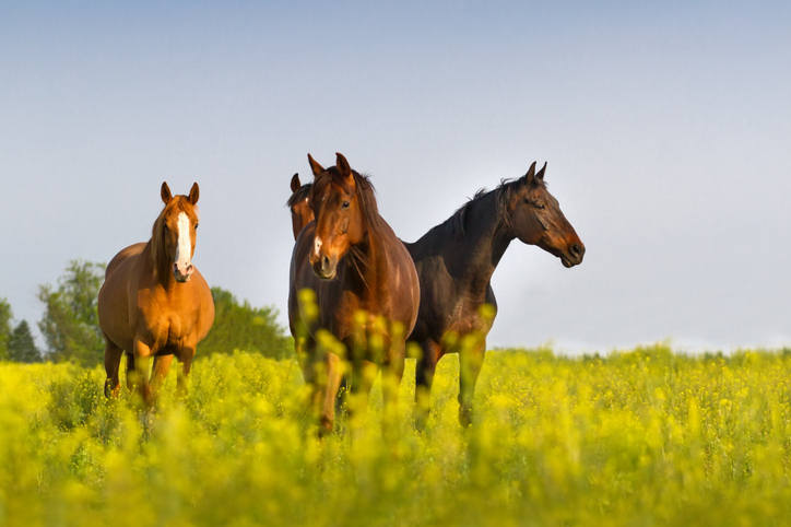 Buying and selling horses - getting the paperwork right